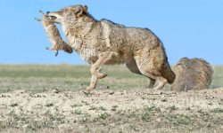 What Do Coyotes Eat? 20 Foods They Love the Most