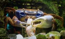 What Do Crabs Eat? 20 Foods They Love the Most