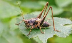 What Do Crickets Eat? 18 Foods That Keep Them Alive and Active
