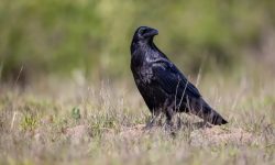 What Do Crows Eat? 15 Foods They Love the Most