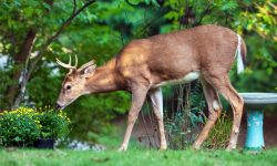 What Do Deer Eat? 15 Foods They Love the Most