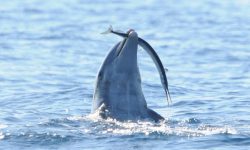 What Do Dolphins Eat? 20 Foods They Love the Most