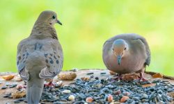What Do Doves Eat? 20 Foods Doves Love in the Wild
