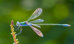 What Do Dragonflies Eat? 20 Prey They Love to Catch