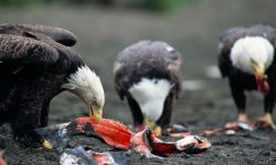 What Do Eagles Eat? 20 Wild Foods Eagles Hunt Most