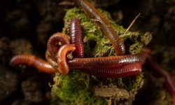 What Do Earthworms Eat? 20 Foods They Love the Most