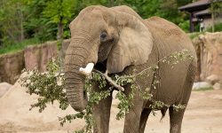 What Do Elephants Eat? 20 Foods They Love the Most