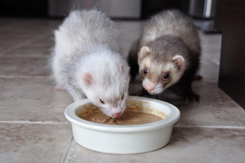 What Do Ferrets Eat