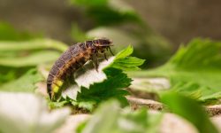 What Do Fireflies Eat? Top 20 Foods Fireflies Naturally Prefer