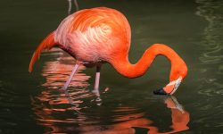 What Do Flamingos Eat? 20 Foods Flamingos Rely on in the Wild