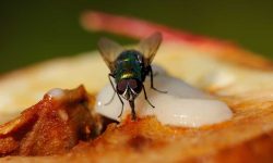 What Do Flies Eat? 20 Foods Flies Consume in Nature and Indoors
