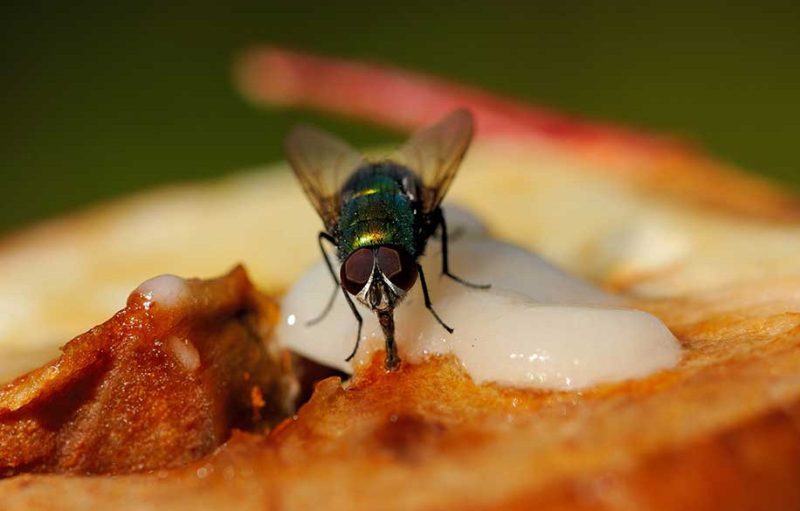 What Do Flies Eat