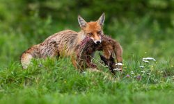 What Do Foxes Eat? 18 Foods That Keep Them Strong and Wild