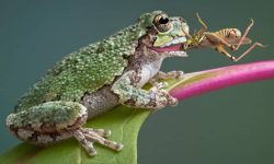 What Do Frogs Eat? 20 Foods They Love the Most