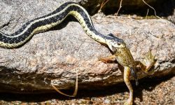 What Do Garter Snakes Eat? 20 Foods That Keep Them Healthy