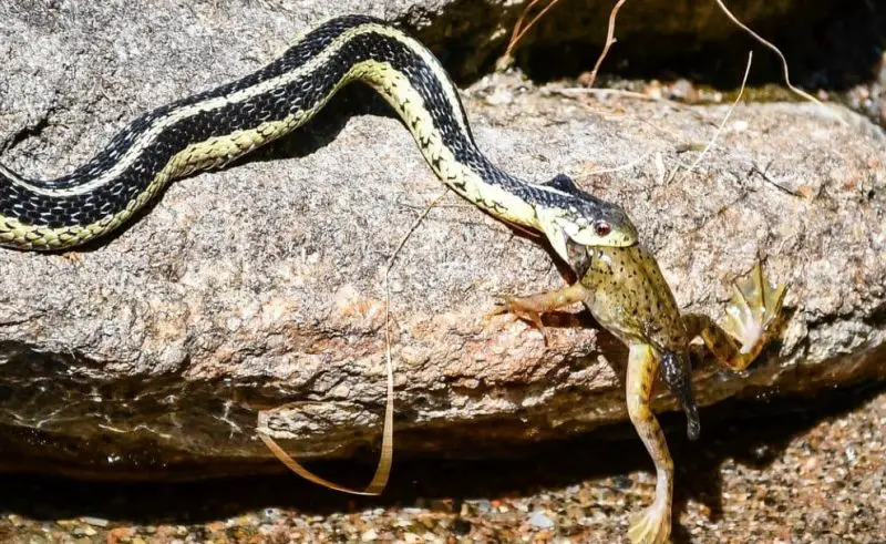 What Do Garter Snakes Eat