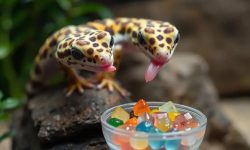 What Do Geckos Eat? 20 Healthy Foods Geckos Need Most