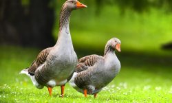 What Do Geese Eat? 20 Foods They Love the Most