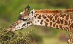 What Do Giraffes Eat? 20 Foods They Love in the Wild
