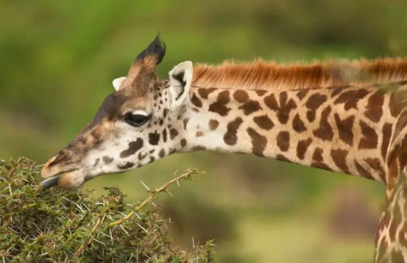 What Do Giraffes Eat