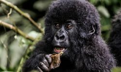 What Do Gorillas Eat? 20 Natural Foods That Keep Them Healthy