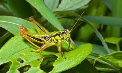 What Do Grasshoppers Eat? 20 Foods They Love the Most