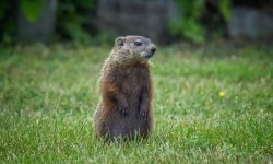 What Do Groundhogs Eat? 20 Foods That Keep Them Thriving