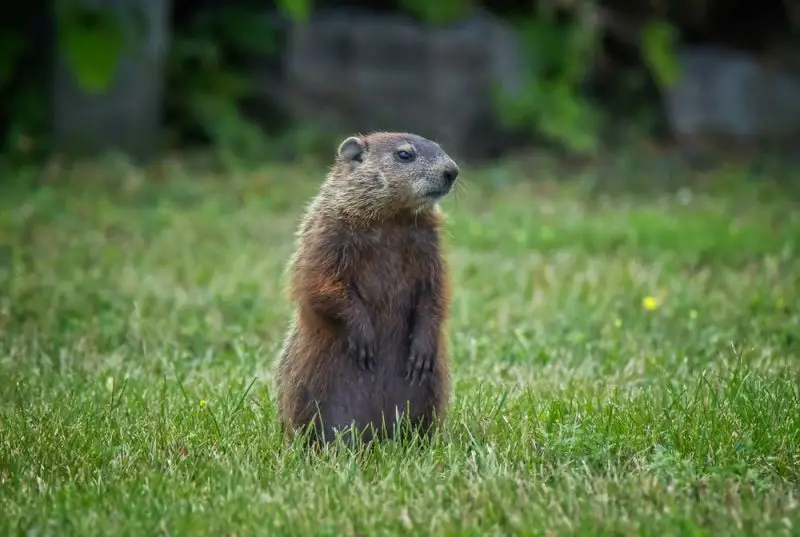 What Do Groundhogs Eat