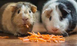 What Do Guinea Pigs Eat? 20 Foods Guinea Pigs Love Most