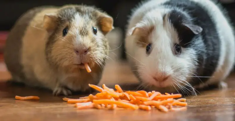 What Do Guinea Pigs Eat