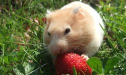 What Do Hamsters Eat? 20 Healthy Foods Hamsters Love Most