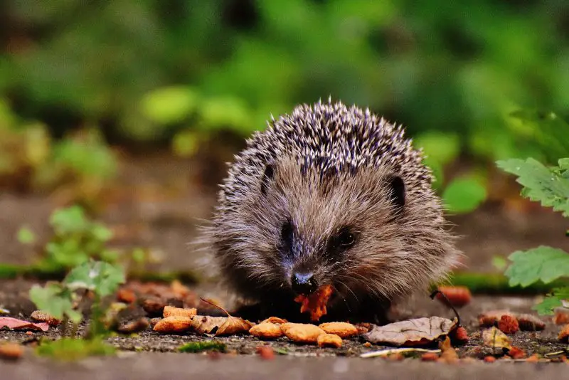 What Do Hedgehogs Eat