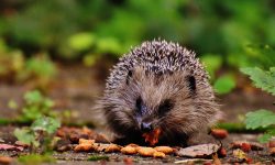 What Do Hedgehogs Eat? 20 Foods They Love the Most