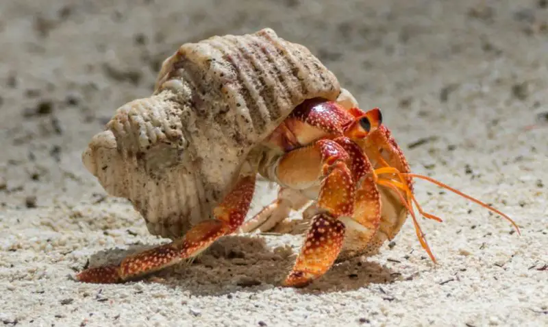 What Do Hermit Crabs Eat