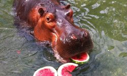 What Do Hippos Eat? 20 Foods They Love the Most