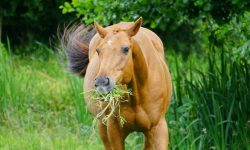 What Do Horses Eat? 20 Foods They Love the Most