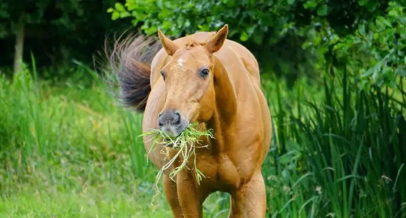 What Do Horses Eat