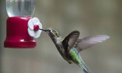 What Do Hummingbirds Eat? 20 Foods They Love the Most