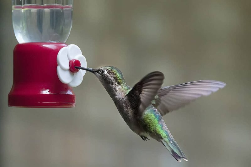 What Do Hummingbirds Eat