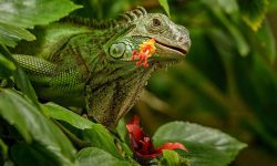 What Do Iguanas Eat? 20 Nutritious Foods Iguanas Love Most