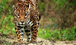 What Do Jaguars Eat? 20 Rainforest Animals Jaguars Hunt Most