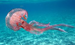 What Do Jellyfish Eat? 20 Foods They Love the Most