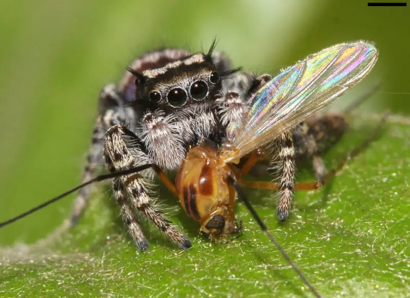 What Do Jumping Spiders Eat