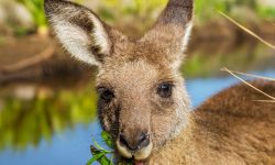 What Do Kangaroos Eat? 20 Foods They Love in the Wild