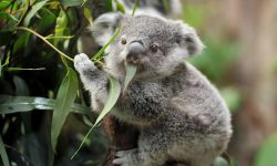 What Do Koalas Eat? 20 Favorite Foods Koalas Rely on Most