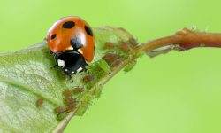 What Do Ladybugs Eat? 18 Foods That Keep Them Thriving
