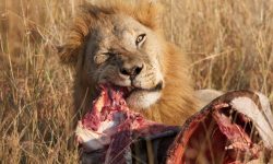 What Do Lions Eat? 20 Foods That Power the King of the Jungle