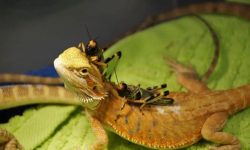 What Do Lizards Eat? 20 Foods They Love the Most