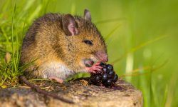 What Do Mice Eat? 20 Foods That Keep Them Alive and Active
