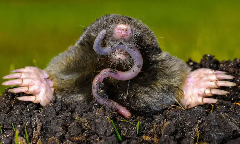 What Do Moles Eat